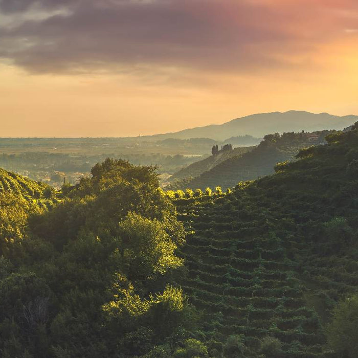 Col dei Franchi, Cacciatori di Uve