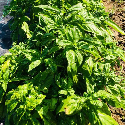 Basilico Essiccato e Sminuzzato  -  Fattoria Irma - vaigustando