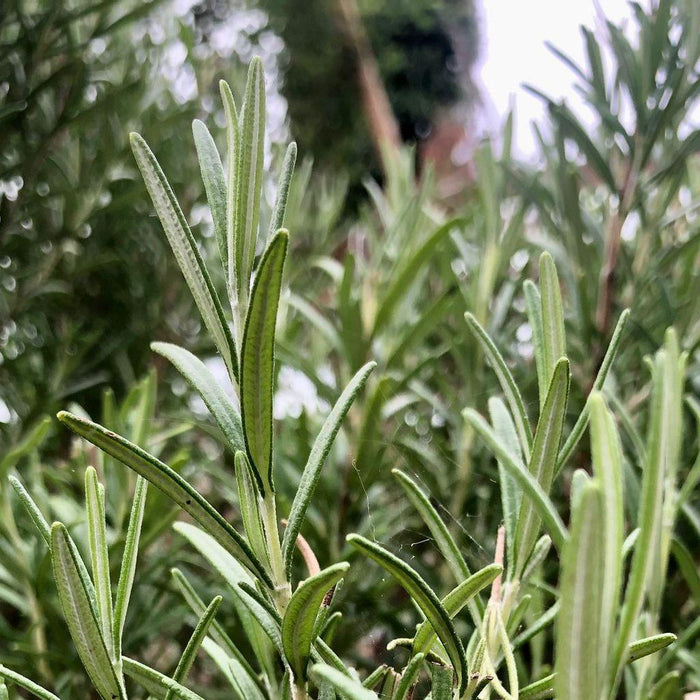 Rosmarino Essiccato e Sminuzzato  -  Fattoria Irma - vaigustando